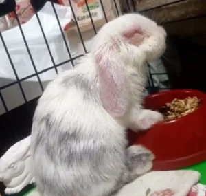 myxomatosis