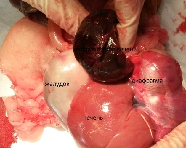 liver lobe torsion rabbits