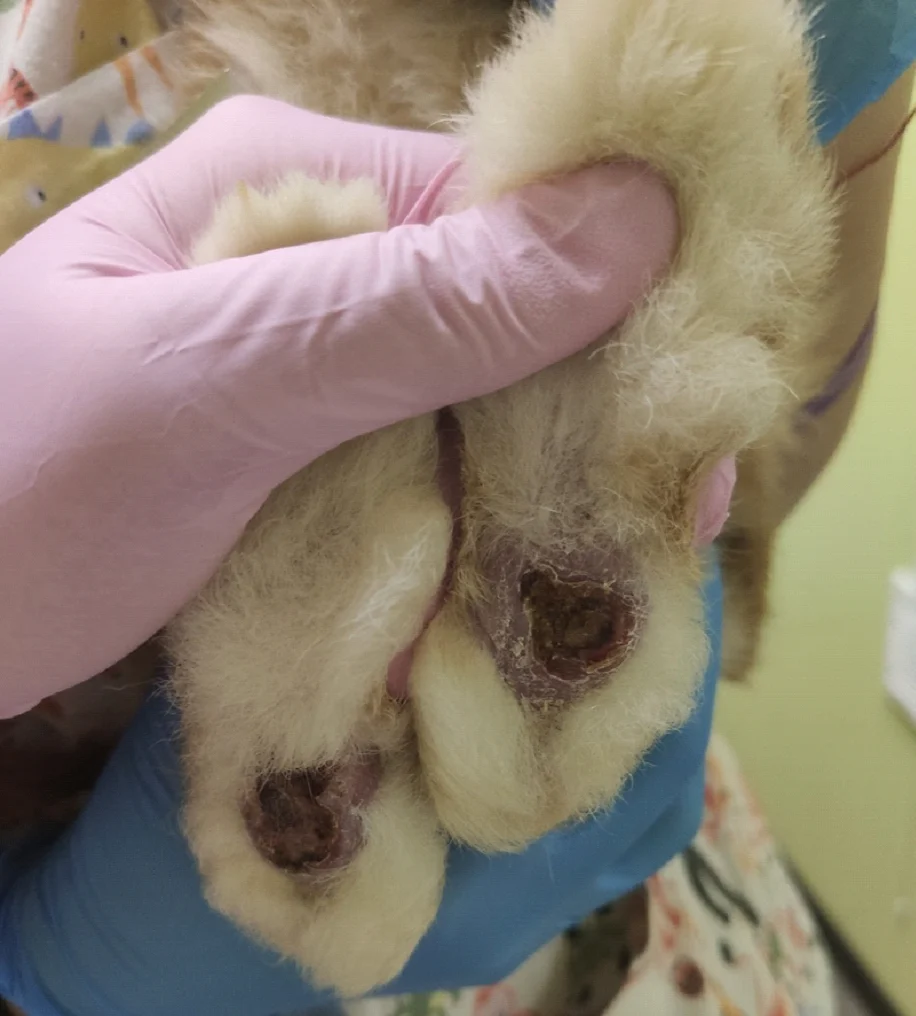 pododermatitis