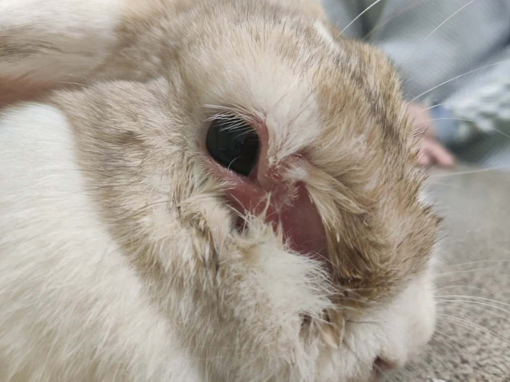 Doe rabbit Rabbit (dacryocystitis)