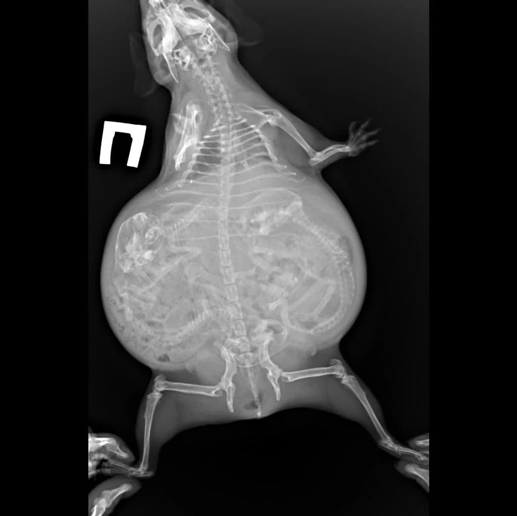 radiograph dystocia guinea pig