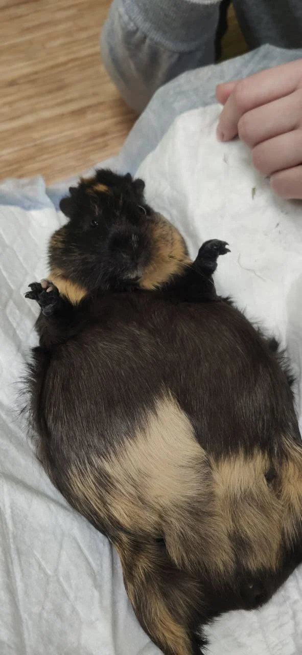 guinea pig with dystocia