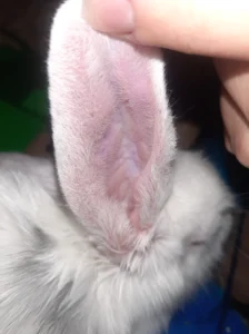 myxomatosis in rabbits