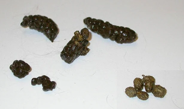 soft caecotrophs rabbits