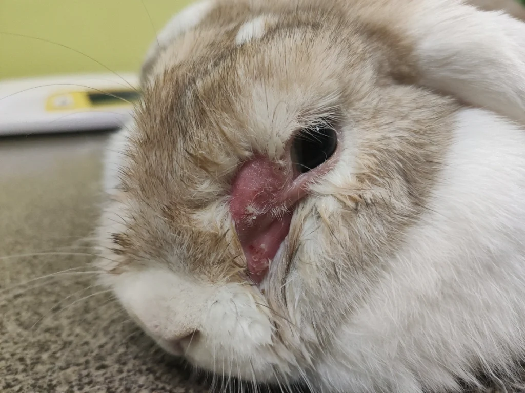 Dacryocystitis in rabbits: causes, signs, and treatment
