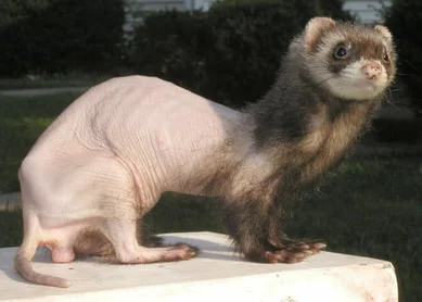 hyperadrenocorticism ferrets