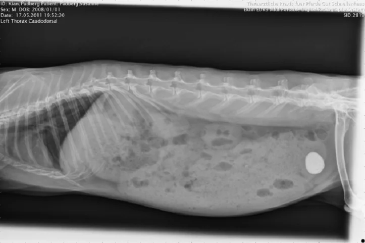 radiograph urolithiasis rabbits